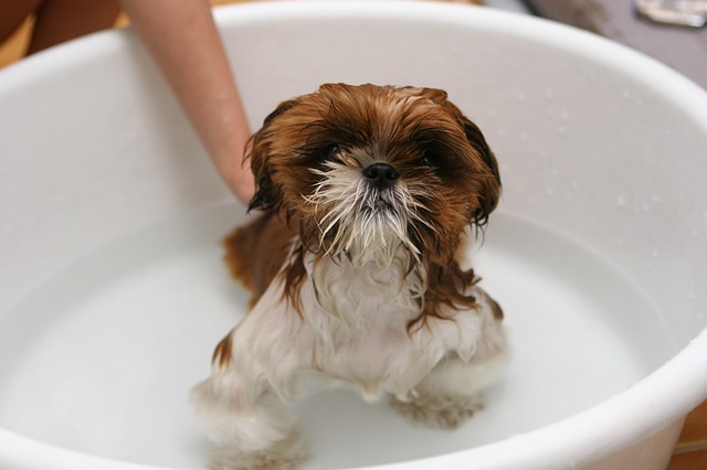 風呂に入っている子犬